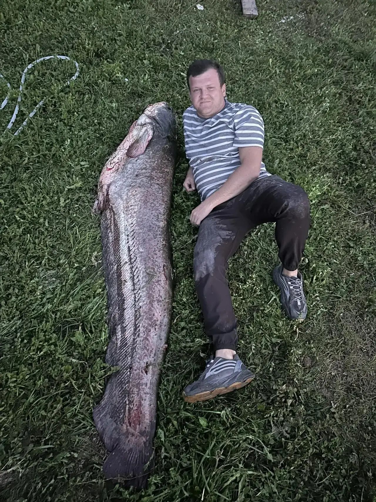 на Каме поймали сома весом 75 кг
